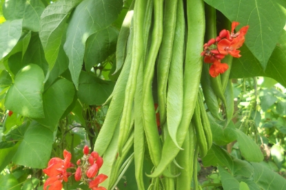 Picture of Runner Bean Firestorm